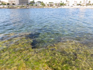 algae and other sea plants, which can be seen when snorkeling